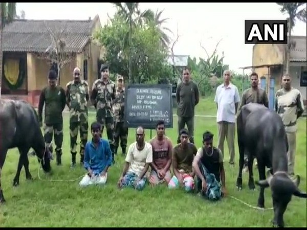 A team of the 141 battalion BSF arrested 5 Bangladeshi nationals for trying to smuggle cattle to Bangladesh (Photo/ANI)