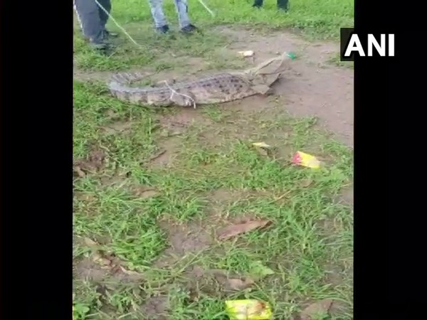Crocodile been rescued by officials 