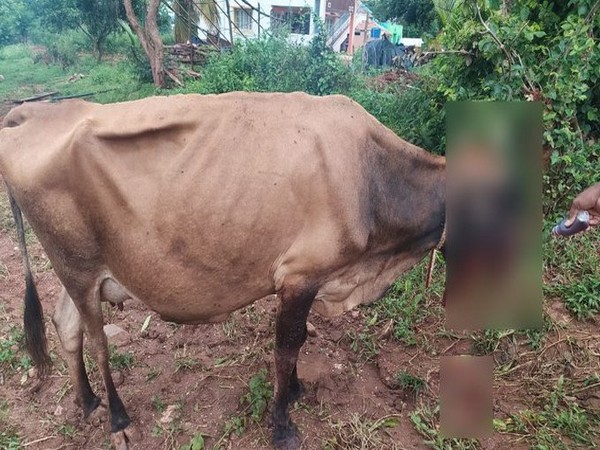 A cow succumbed to injuries after it accidentally ate explosive material in Mysuru, Karnataka (Photo/ANI)