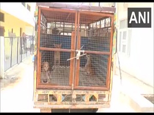 Municipal Corporation and Cantonment Board carry out dog sterilisation drive in Ambala [Photo/ANI]