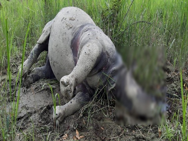 An adult female rhinoceros was found killed in Kaziranga National Park today. [Photo/ANI]