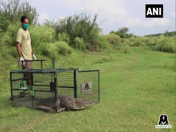 The crocodile was released into the Yamuna in Agra.