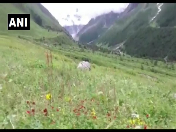 The Valley of Flowers is famous for its over 500 plant species. (Photo/ANI)