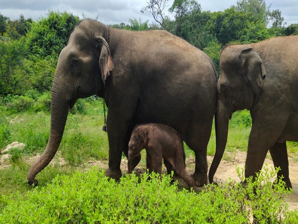 A 12-year-old elephant, Roopa, at Bannerghatta Biological Park (BBP) gave birth to a male calf on Saturday (Photo/ANI)
