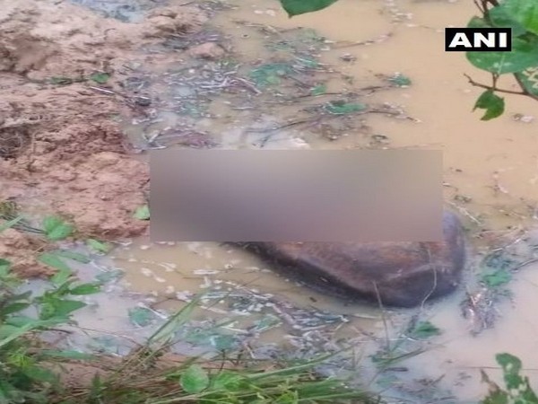 The carcass of elephant cub was found in a pond in the Hemgir forest area. (Photo/ANI)