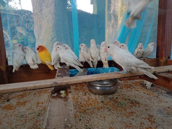 36 birds were seized by the Border Security Force in Kolkata. 