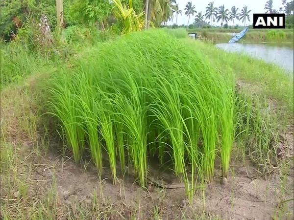 GI-tagged unique Pokkali rice being cultivated in some parts of Kerala (Photo/ANI)