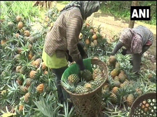 Pineapple farmers of Nagaland (Photo/ANI)