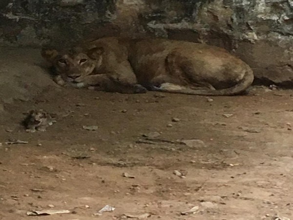 Lioness Pari gave birth to three cubs on Friday.
