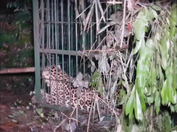 Forest Department Captures Leopard in Guwahati 's Maligaon (Photo/ANI)