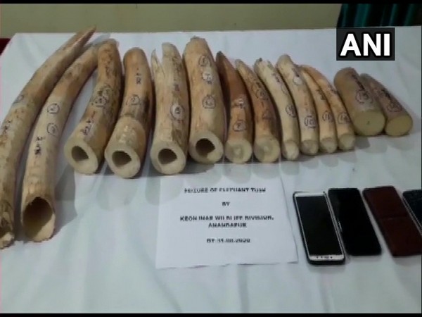 Elephant tusks seized by forest officials in Keonjhar