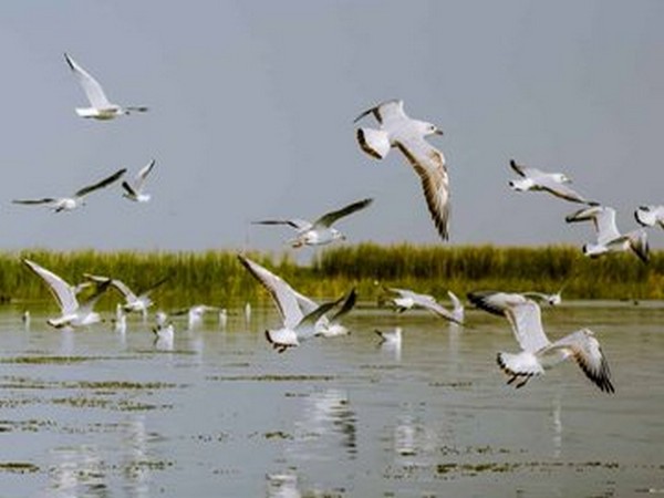 Okhla Bird Sanctuary