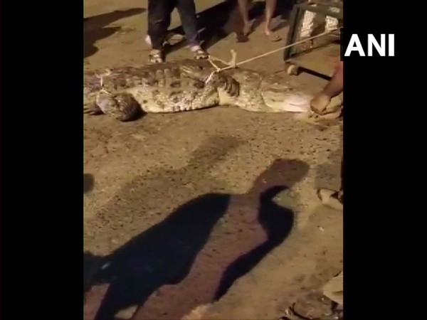 A crocodile was rescued from Tarsali area of Gujarat's Vadodara district. (Photo/ANI)