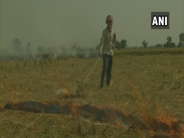 Farmers in Amritsar burn stubble. (Photo/ANI)