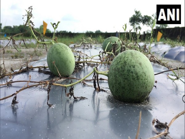 Organic watermelons are grown by migrant labourers in West Bengal. (Photo/ANI)