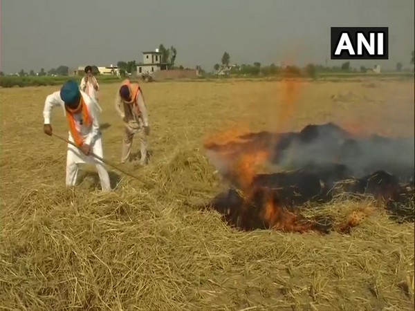 Farmers burn stubble in Amritsar's Devidaspura. (Photo/ANI)