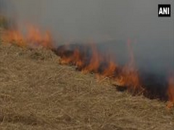 Visual of stubble burning from Amritsar, Punjab. [Photo/ANI]