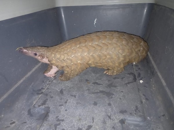 One live pangolin was seized by Odisha Police (Photo/ANI)