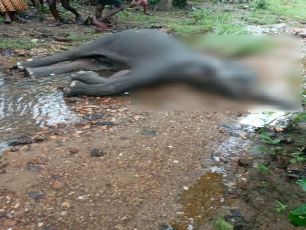 A male elephant found dead in Odisha on Wednesday. Photo/ANI