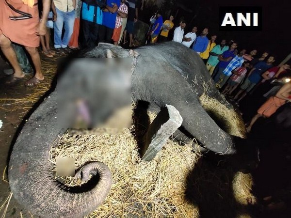 62-years-old female elephant named Indira died yesterday due to fever in Udupi district. Photo/ANI