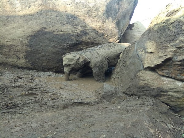 A elephant calf trapped between rocks Photo/ANI