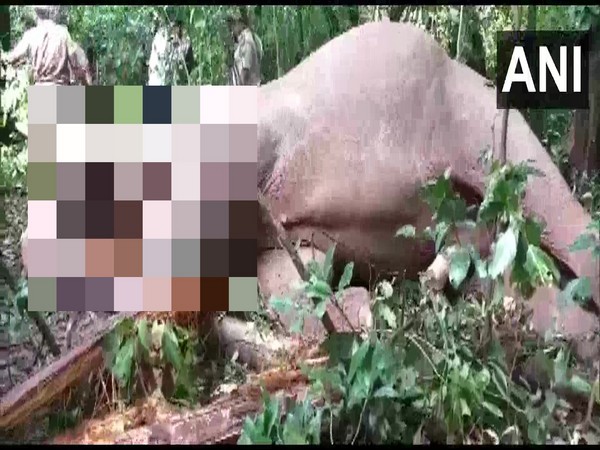 An elephant was electrocuted to death near Puttila in Dakshina Kannada on Tuesday. (Photo: Forest department) 