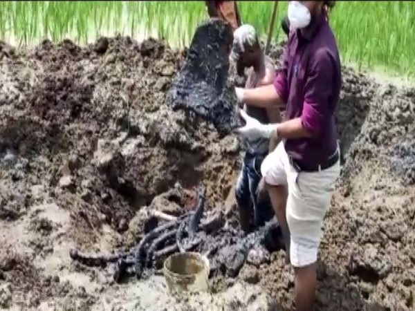 Elephant carcass being recovered in Dhamtari. Photo/ANI