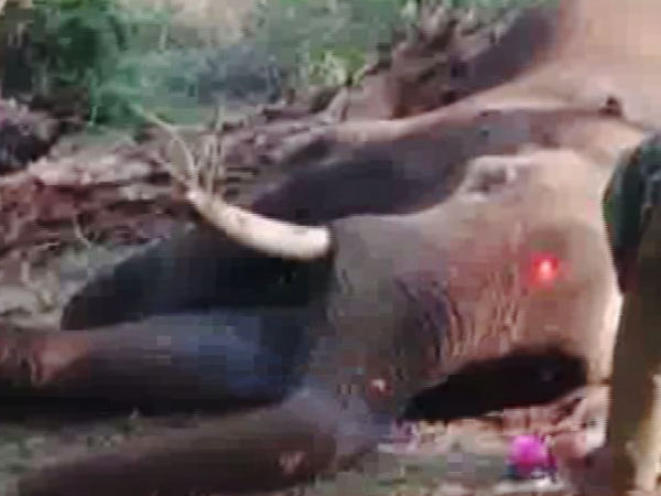 A 39 year-old ‘Drona' elephant died at Thithimathi Camp in Mysuru on Friday. Photo/ANI