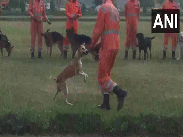 NDRF dog trainers demonstrating ability of indigenous dogs. (Photo/ANI)