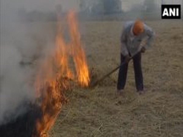 Farmers burn stubble in Amritsar's Wadala village on Tuesday. (Photo/ANI)