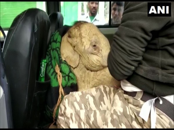 The injured calf was taken to the Centre for Wildlife Rehabilitation and Conservation in Kaziranga. (Photo/ANI)