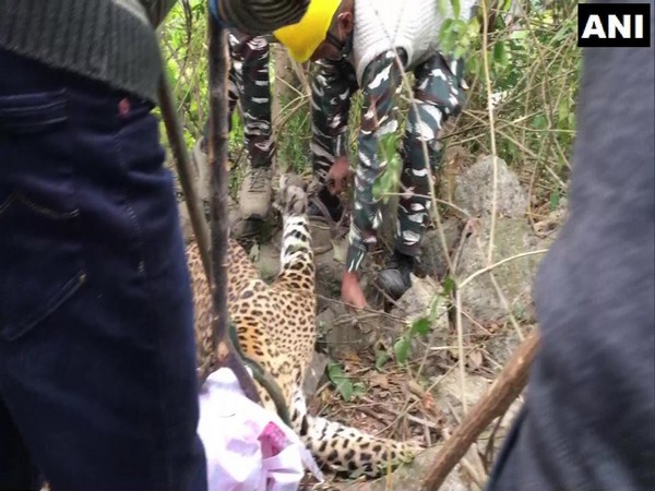 A leopard was rescued by forest officials in Dharamshala's Fatehpur village. (Photo/ANI)