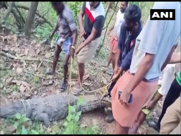 Locals helped forest officials in the rescue of the crocodile. (Photo/ANI)
