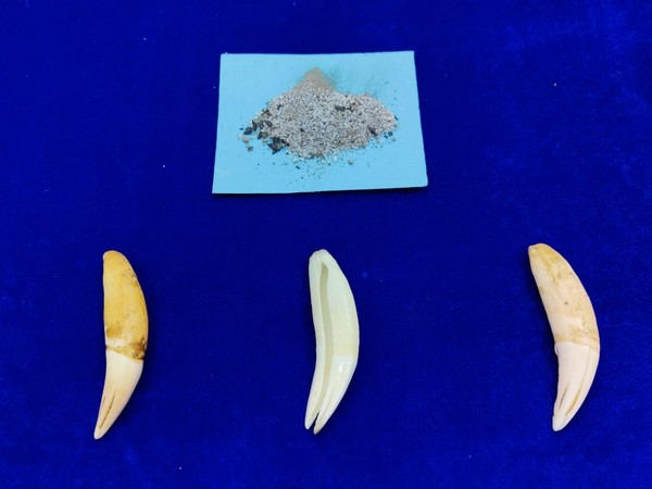 Visual of canine teeth and ash-powder recovered by the Chennai Customs. [Photo/ANI]