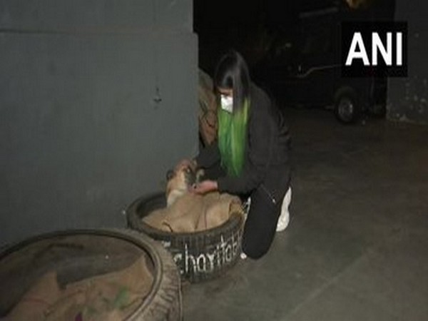 Vibha Tomar with a stray dog in its tyre bed. (Photo/ANI)