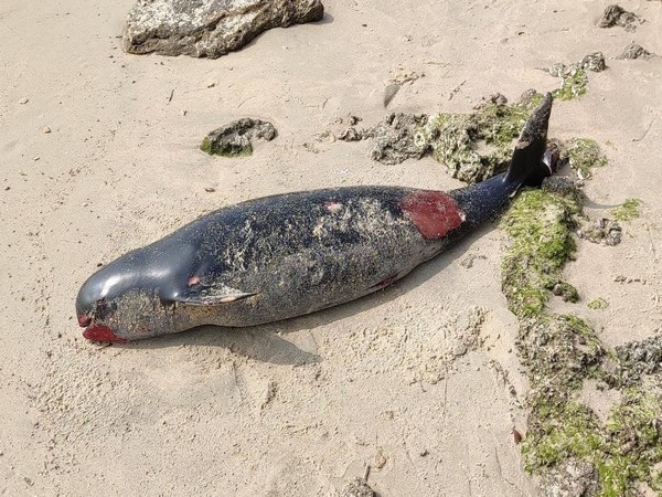 Dead dolphin washed ashore at Agni Theertham beach in Rameswaram 
