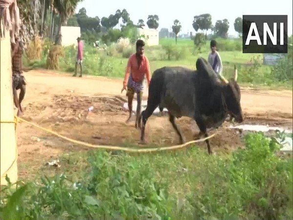 A man training a bull for the Jallikattu festival in Madurai. (Photo/ANI) 