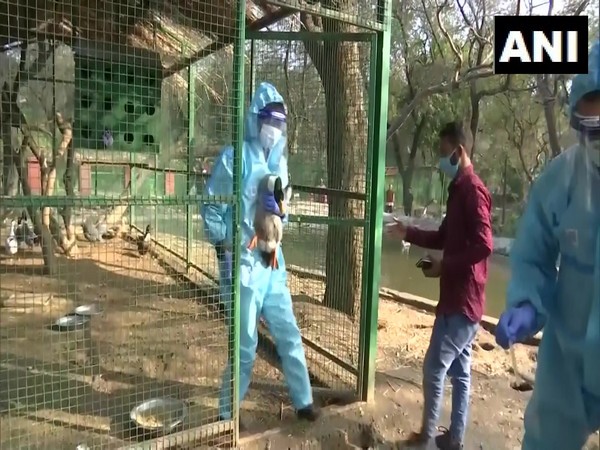 Testing of birds at Manda Deer Park in Jammu (Photo/ANI)