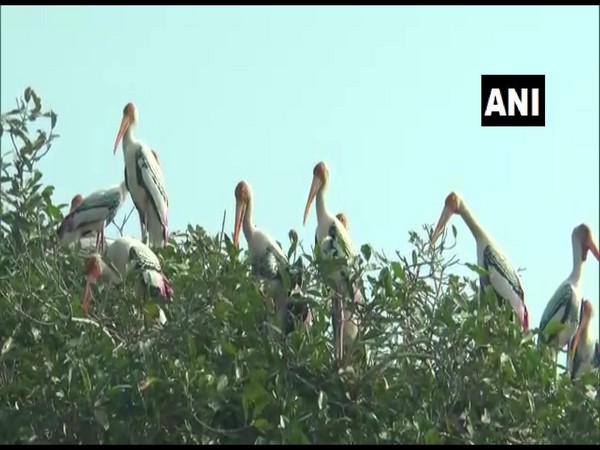 Migratory birds flock to Paradeep city (Photo ANI)