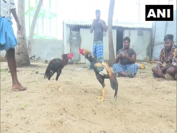 Rooster fight in Rameswaram ahead of Pongal (Photo/ANI)
