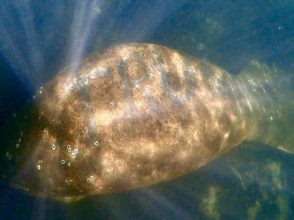 The manatee was discovered on January 10 in Florida's Homosassa River (Photo credit: Twitter/ Save The Manatee)
