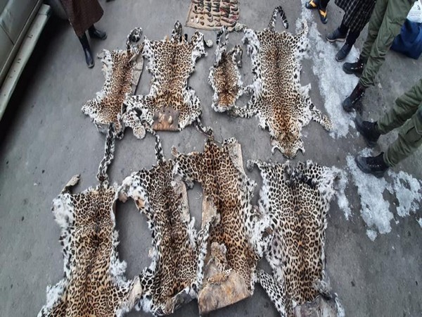 The leopard skins (Image source: Jammu and Kashmir Police)