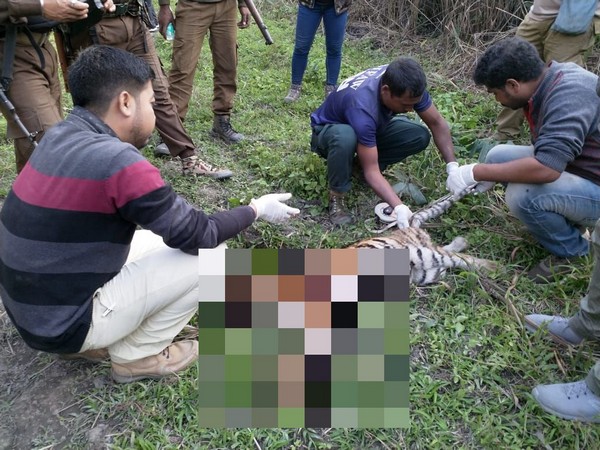 Kaziranga Range staff inspect carcass of a tiger cub. (Photo/ANI)