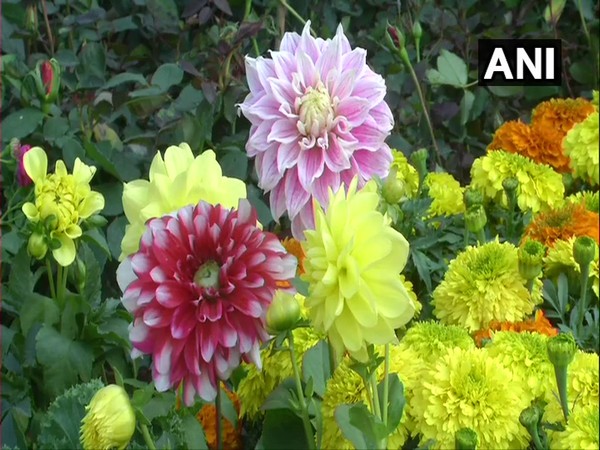 Flowers at North Bengal Flower Festival