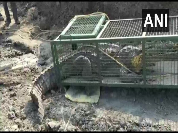 A visual of the crocodile rescued in Vadodara, Gujarat. Photo/ANI
