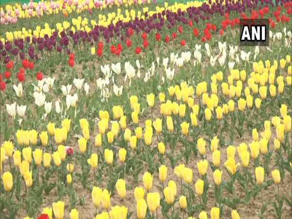 Tulips in full bloom at Highland Park, Kud in Udhampur district of Jammu and Kashmir. [Photo/ANI]