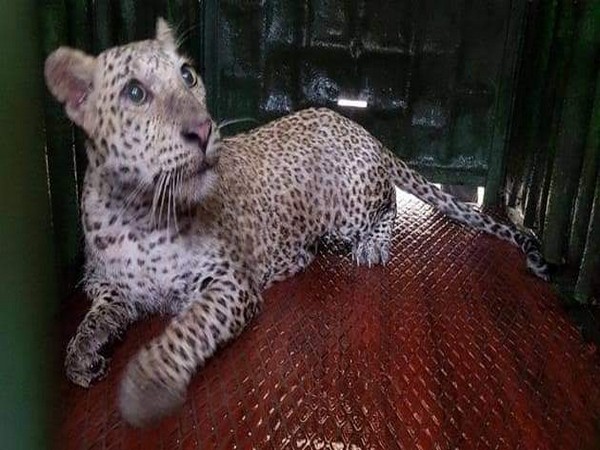 The rescued leopard cub in Aarey colony, Goregaon, Mumbai. (Photo/ANI)