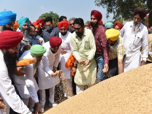 Punjab CM visit grain market to kick start paddy procurement (Photo/ANI)