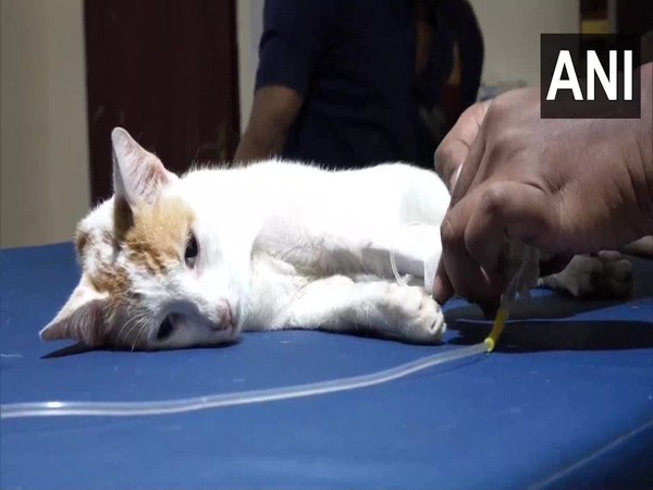 Pondicherry based NGO provides medical treatment, food to street animals.