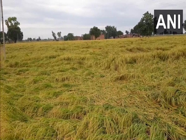 A visual of damaged crops due to unseasonal rains in Punjab (Photo/ANI)